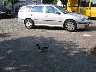 Langenargen Entenbesuch